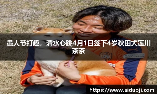 愚人节打趣，清水心跳4月1日签下4岁秋田犬莲川茶茶